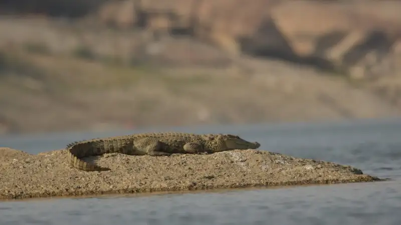 Jawai Tour