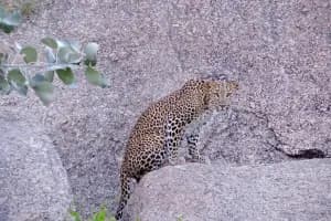 Udaipur to Jawai