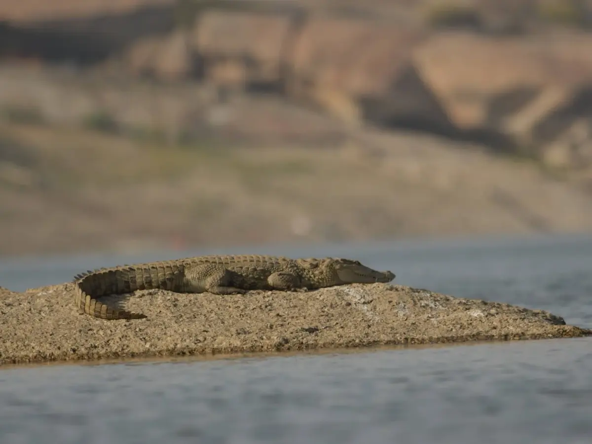 Jawai Tour