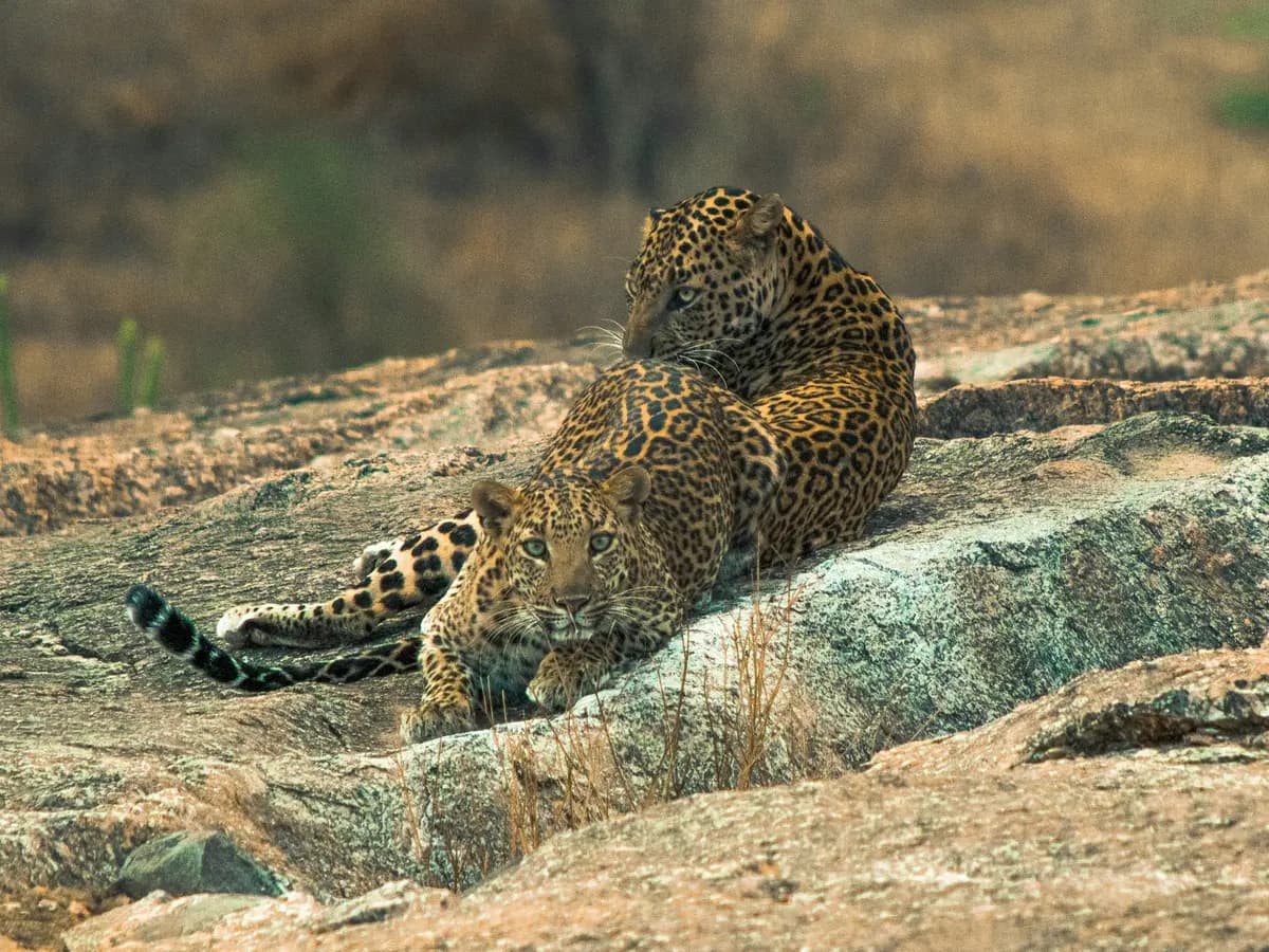 Jawai
